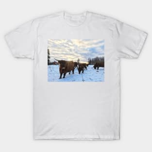 Scottish Highland Cattle Cows and Calves 1609 T-Shirt